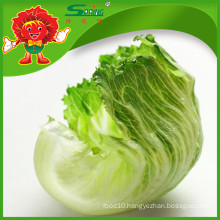 Natural Fresh non-pollution Chinese lettuce in wholesale price